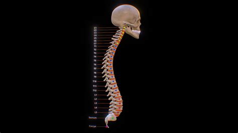 The Human Spinal Column Download Free 3d Model By 3d Scratchi