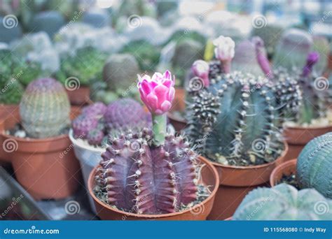 A Lot Of Cactus With Pink Cactus Flower Stock Photo Image Of