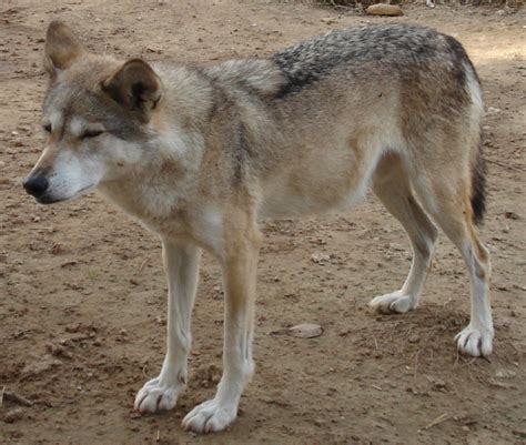 Abes Animals 2 Endangered Canis Lupus Wolves Of Southern Israel And