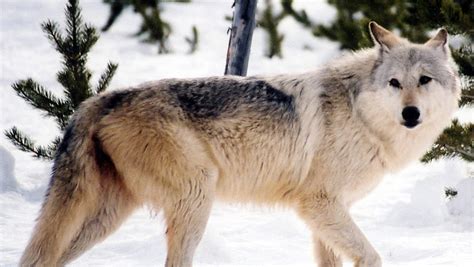 Proposal To Stop Protecting Gray Wolf Stirs Controversy
