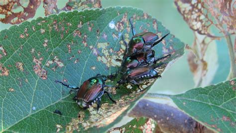 Local Horticulture Educator Says Milder Winters And Increased Moisture Have Caused Beetles To