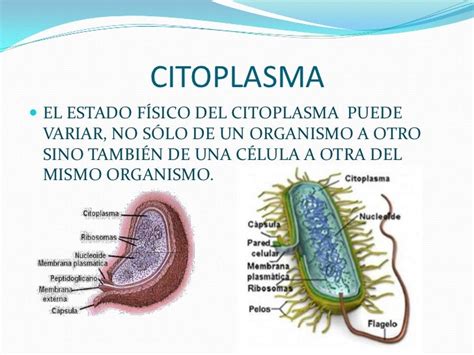 El Citoplasma