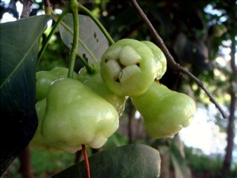 Jamrul Bangladeshi Fruit Flickr Photo Sharing