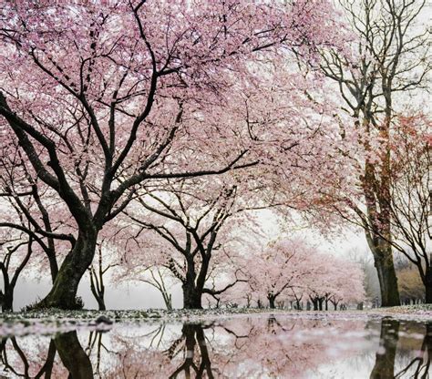 Kyoto Cherry Blossom In Japan 1adventure Traveler February 29 2020