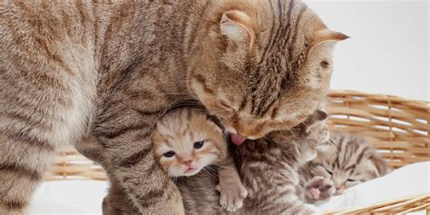 Pregnant Cats Giving Birth