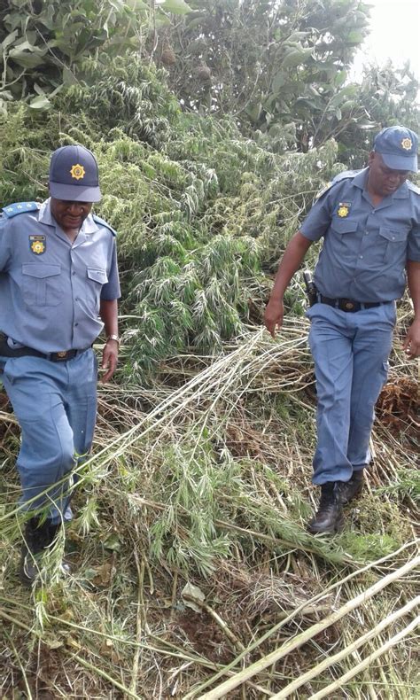cops discover huge dagga plantation dailysun