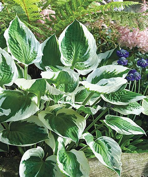 Love This Hosta Patriot Bare Root Set Of Three By Michigan Bulb
