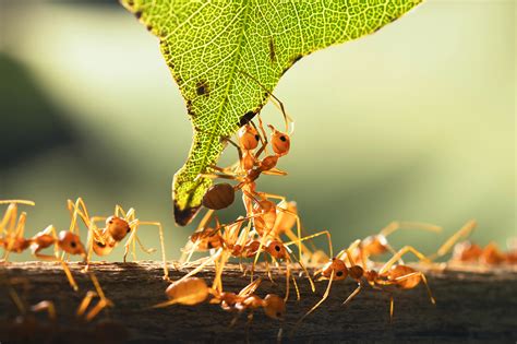 O Que São Animais Artrópodes Estrutura Características