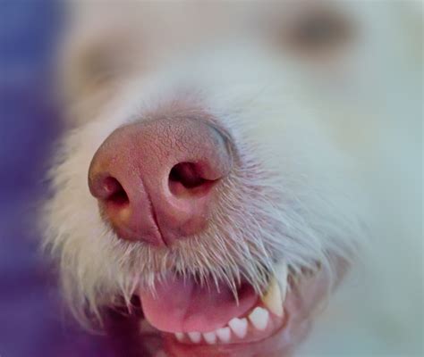 Fotos Gratis Blanco Perro Animal Mascota Pelaje Retrato
