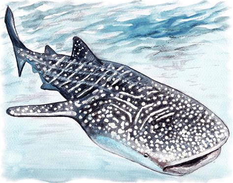Whale Shark Original Ink And Watercolor Drawing Illustration