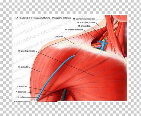 Shoulder Supraclavicular Fossa Infraclavicular Fossa Anatomy Brachial