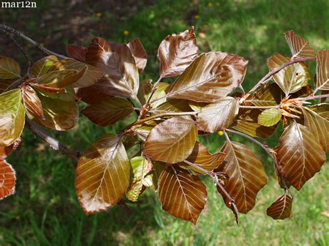 Copper Beech Fagus Sylvatica Atropunicea North American Insects