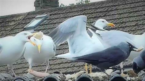 Seagull Bites Head Off Another One Youtube