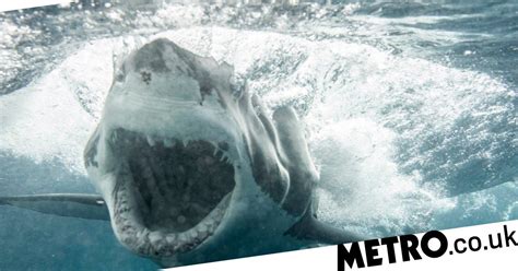incredible pictures capture moment great white shark opens jaws at