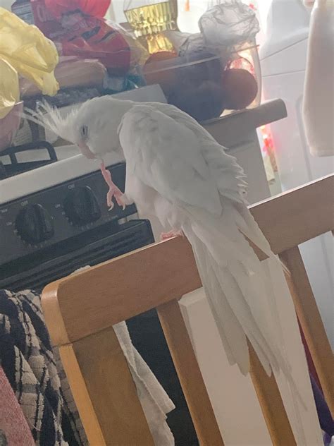 he s about to go commit unspeakable crimes r cockatiel