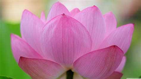 Royalty Free Lotus Flower Images Hd Wallpaper Download Wallpaper Quotes