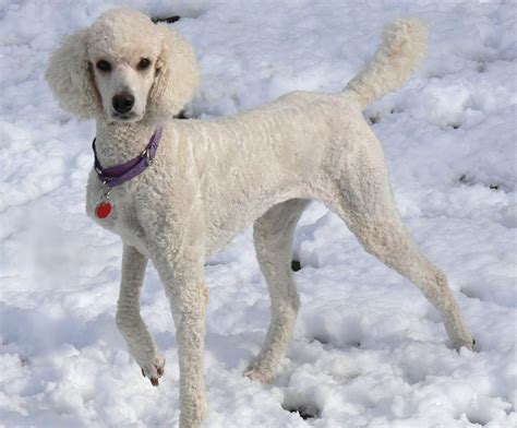 Poodle Dog Breed Information Images Characteristics Health