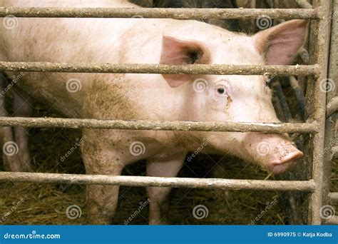 Pig In Stable Stock Image Image Of Milk Meat Momma 6990975