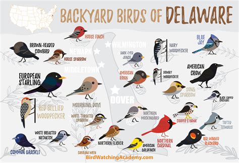 Backyard Birds Of Delaware Bird Watching Academy
