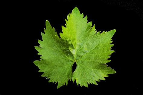 Over 102,926 grape vine pictures to choose from, with no signup needed. Free Grape Vine Leaf Stock Photo - FreeImages.com
