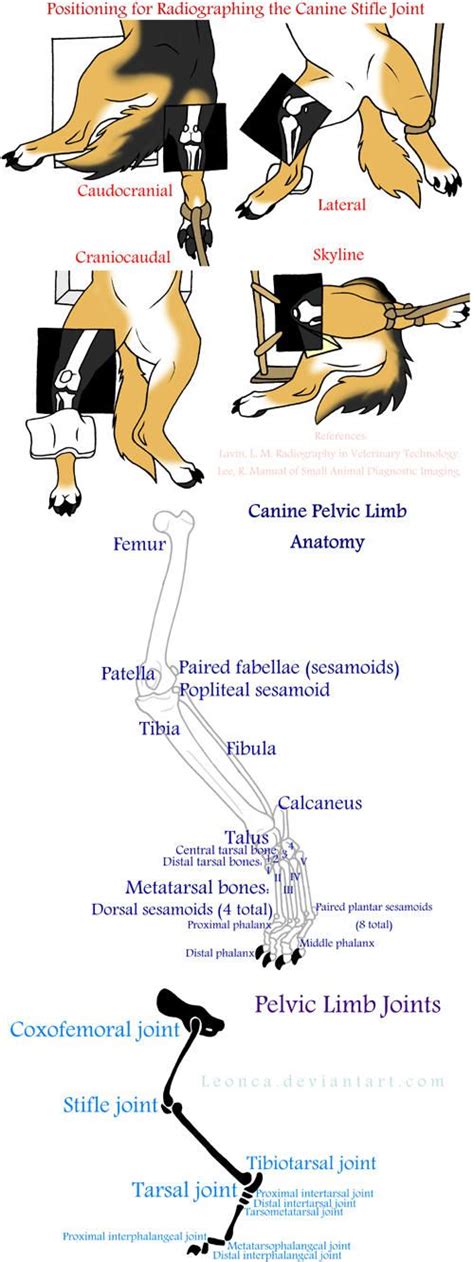 Home page head skeleton hyoid apparatus skeleton the top of the femur moves against (articulates with) the pelvis at the hip joint. Canine Pelvic Limb Anatomy by Leonca | Vet medicine, Veterinary medicine, Vet tech student