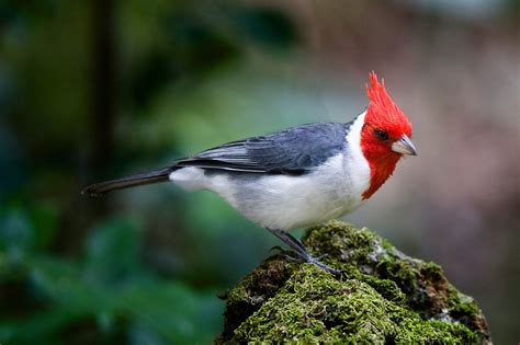 Brazilian Cardinal Az Birds