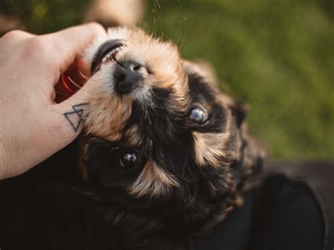 It takes a lot of every time your puppy goes to bite your hands or pant legs redirect their attention to another object. How to stop a puppy biting your hands and feet