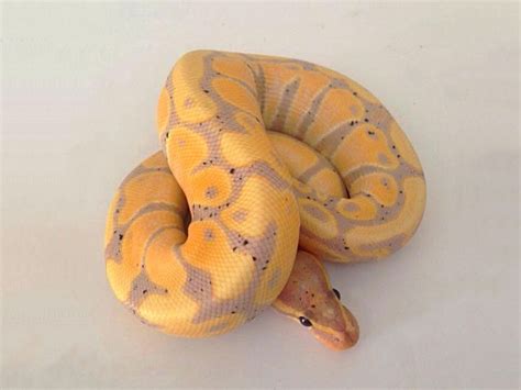 Banana Orange Dream Morph List World Of Ball Pythons