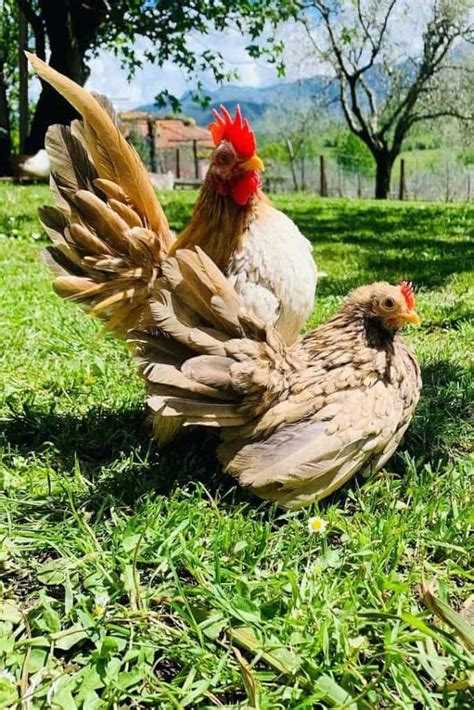 Serama Chicken History Size Eggs Health And Care