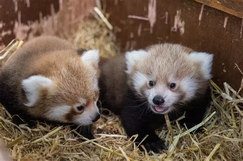 Triple The Cuteness As Fota Wildlife Welcome Three New Baby Red Pandas