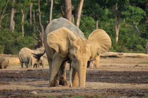 Armed Poachers Reportedly Raid African Elephant Sanctuary Live Science