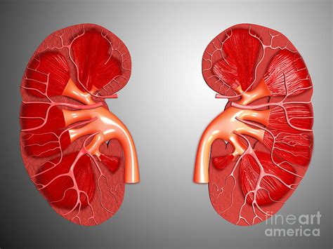 Cross Section Of Human Kidney Digital Art By Stocktrek Images Pixels