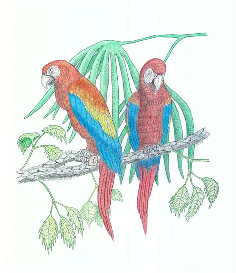 Drawing Of Macaws Scarlet Macaw Parrot Colored Pencil Drawing On