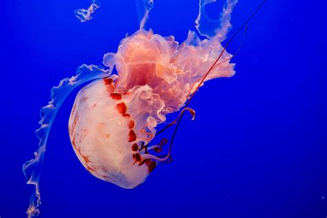 Box Jellyfish Photo By Denis Lesak Rwallpapers
