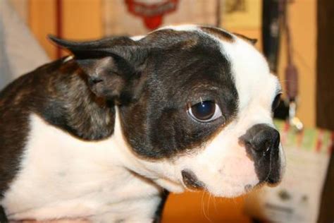 Normandy boston terriers, is a american kennel club® compliant small and very professional home breeder, located in south florida. *Blue Christmas* Boston Terrier Puppies *Blue/White* for ...