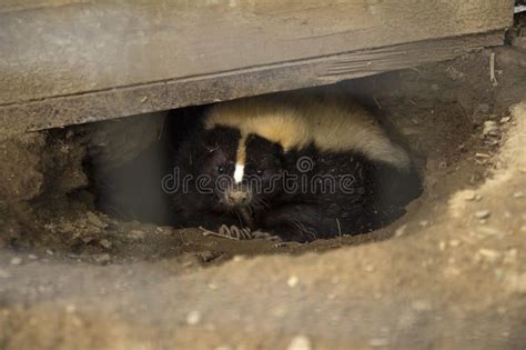 Hidden Skunk Cute Skunk Peeking From A Hole Under A Shed Ad Cute