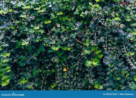 Beautiful Leafy Plants And Vines On A Wall Stock Image Image Of