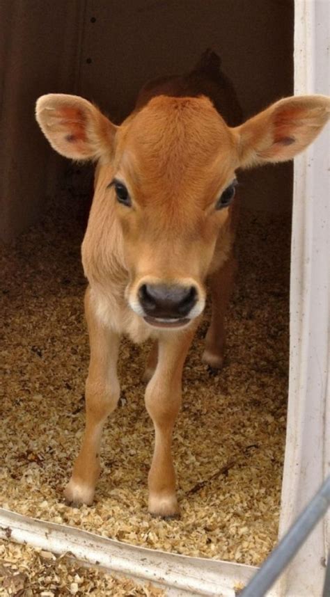 Baby Calf Cutest Paw Cute Cows Baby Cows Dairy Cows