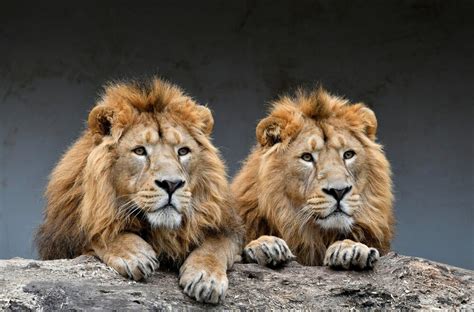 Asiatic Lion And Gir Forest Return To Motherland Asiatic Lion To
