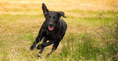Dog Zoomies Why Do Dogs Run Around Like Crazy