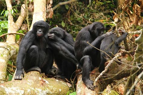 Bonobo The Most Extreme Wiki Fandom