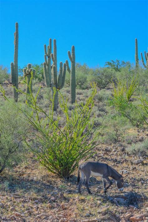 Wild Donkeys At The Lake Pleasant Regional Park In The Sonora Desert