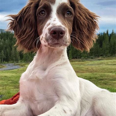 14 Cool Facts About English Springer Spaniels | Page 2 of 5 | The Paws