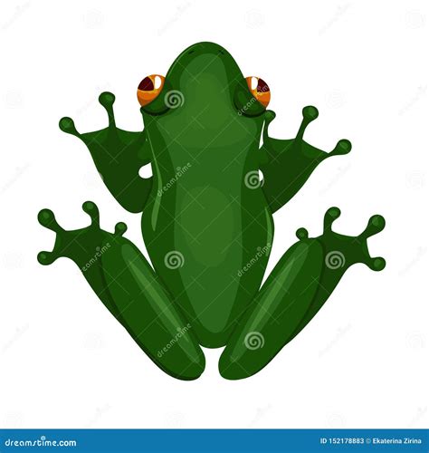 Green Sitting Frog Isolated On White Background Vector Image Stock