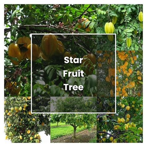 How To Grow Star Fruit Tree Plant Care And Tips Norwichgardener