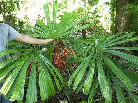 Now, i know it says eriostemma. Licuala lauterbachii - Palmpedia - Palm Grower's Guide