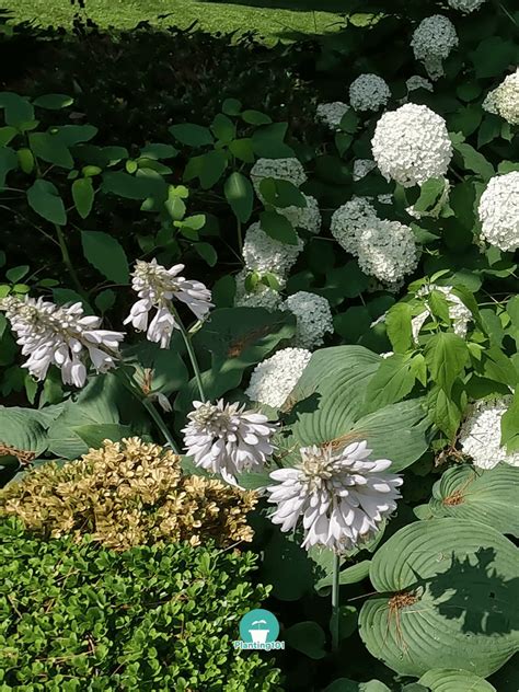Annabelle Hydrangea Care For Lazy Gardeners Planting 101
