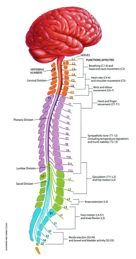 Anatomy Of The Brain And Spinal Cord