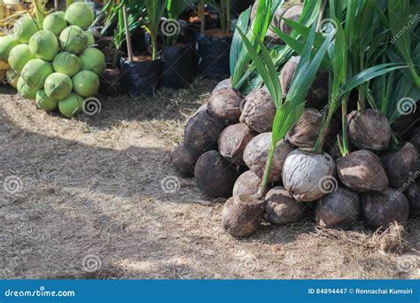 Sprout Coconut Tree Stock Image Image Of Green Food 84894447