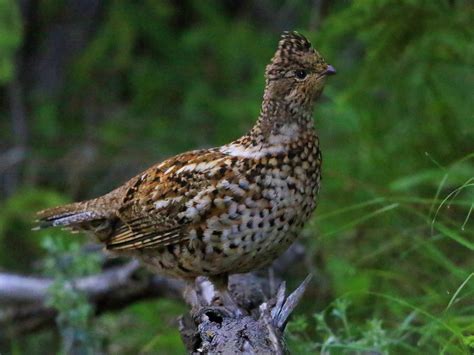 24 Birds That Look Like Chickens Sonoma Birding